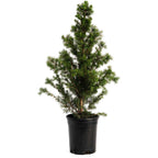 Dwarf Alberta Spruce