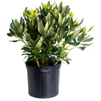 Nova Zembla Rhododendron