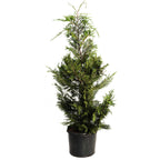 Leyland Cypress Tree