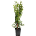 Thuja Green Giant