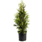 Thuja Green Giant