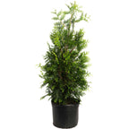 Thuja Green Giant
