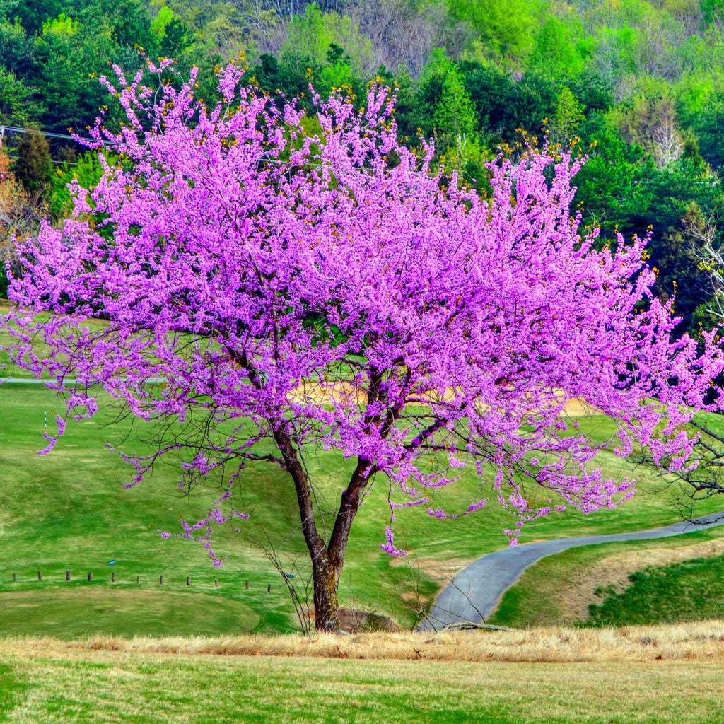 How to care for a Redbud