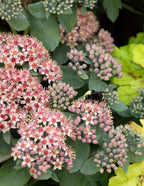 Evolution™ Emerald Ice Sedum