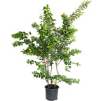 Natchez Crapemyrtle