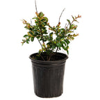Bellini® Raspberry Crape Myrtle