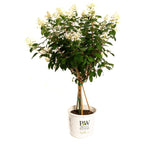 Quick Fire® Hydrangea Tree