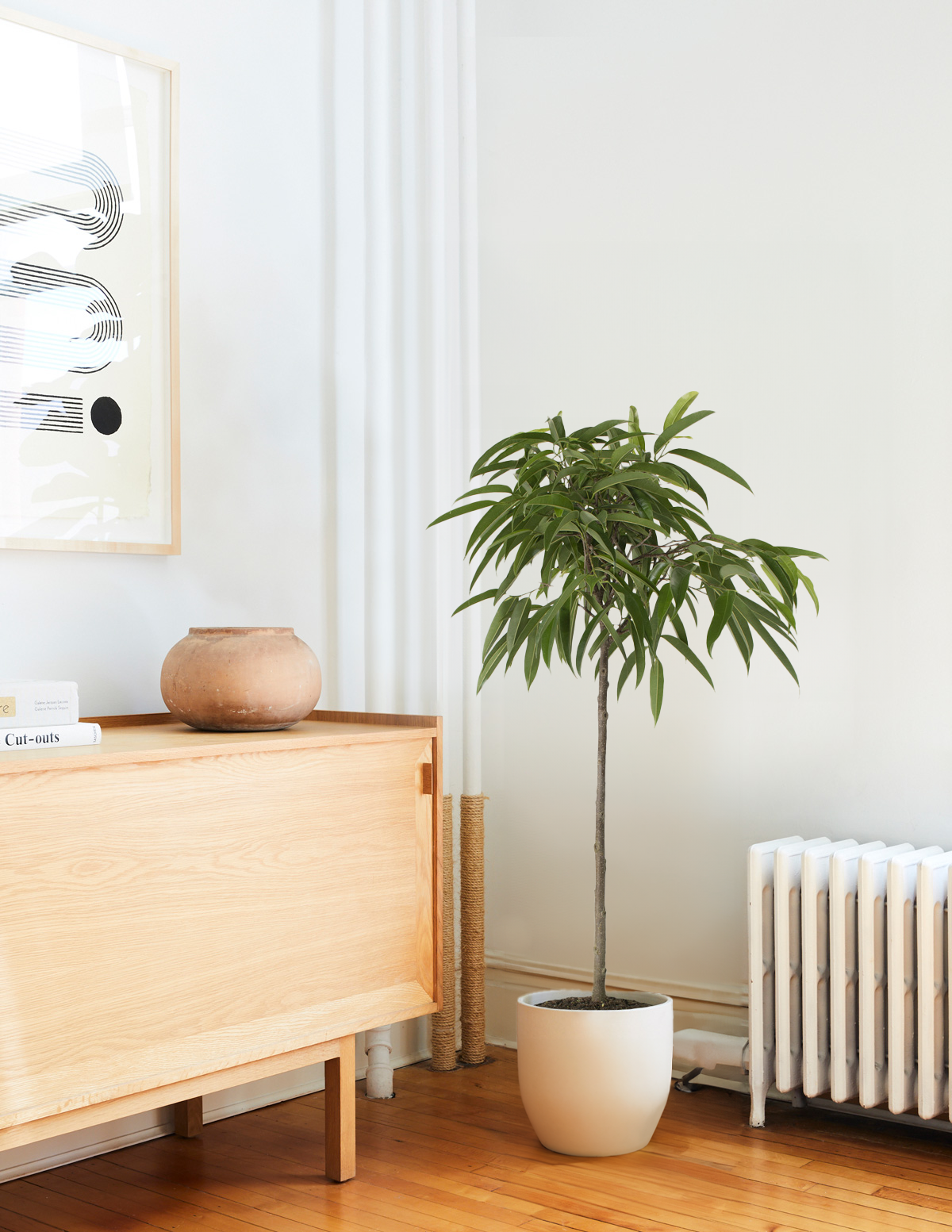 files/FicusAlli_Large_Studio1.png