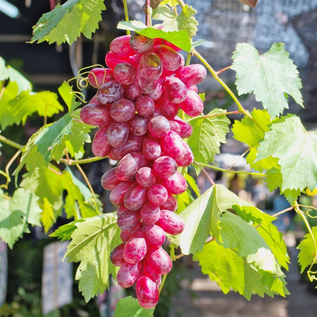 How to care for a Grape