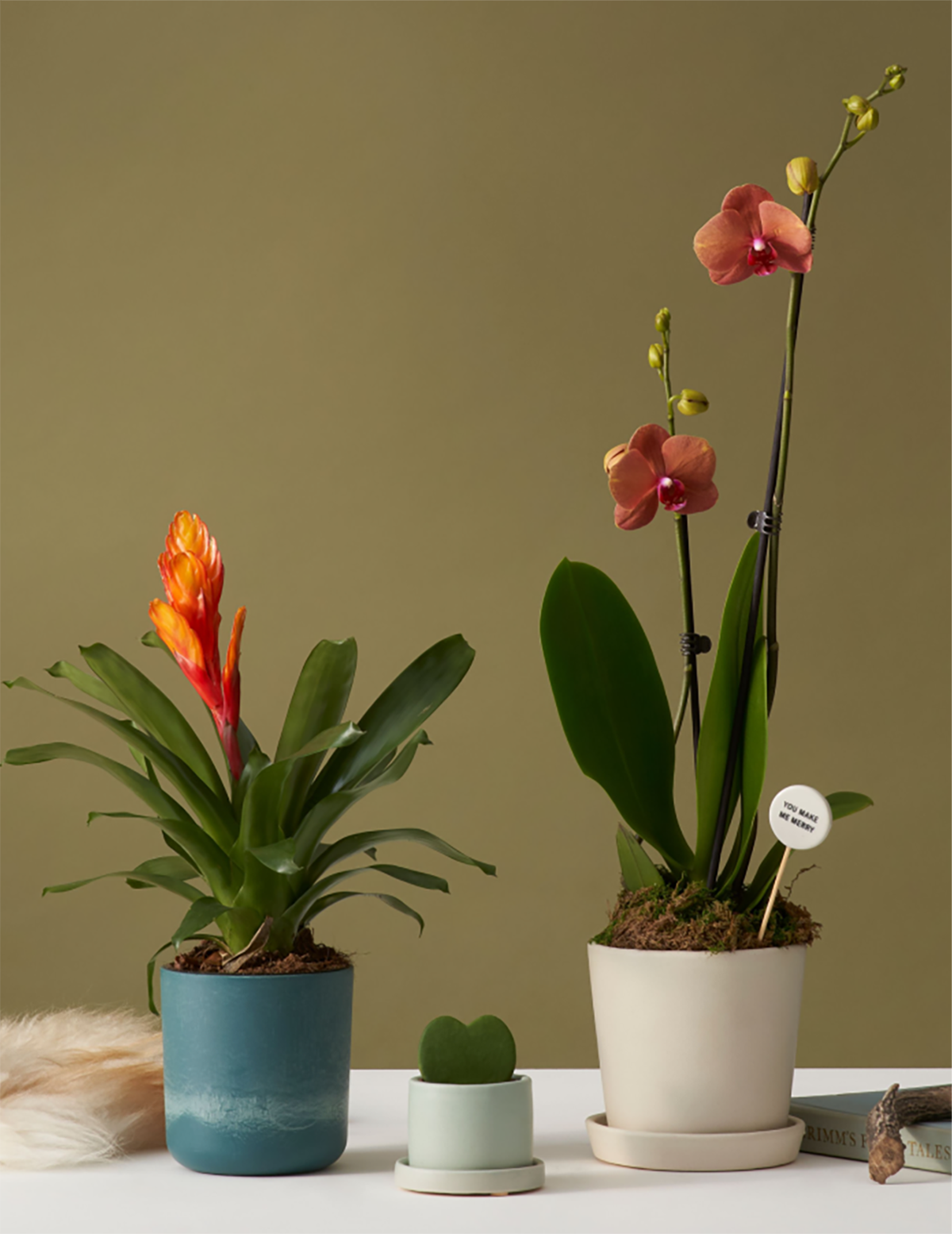 Bromeliad Vriesea Intenso Orange
