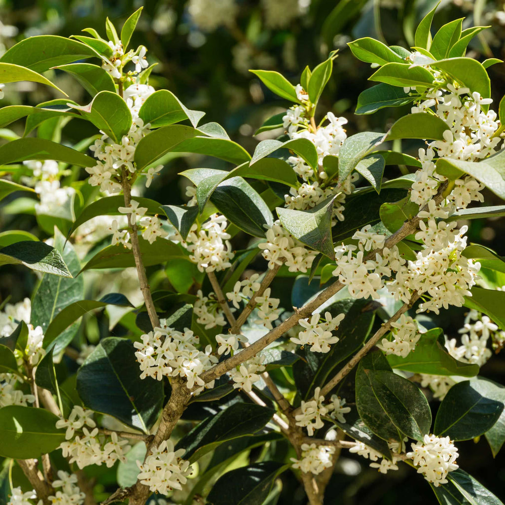 How to care for a Tea Olive