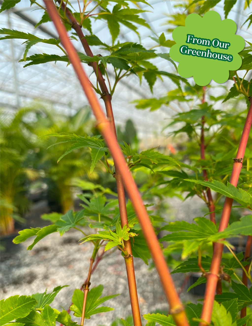 Coral Bark Japanese Maple Tree