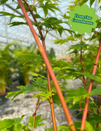 Coral Bark Japanese Maple Tree