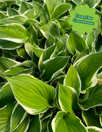 Francee Hosta
