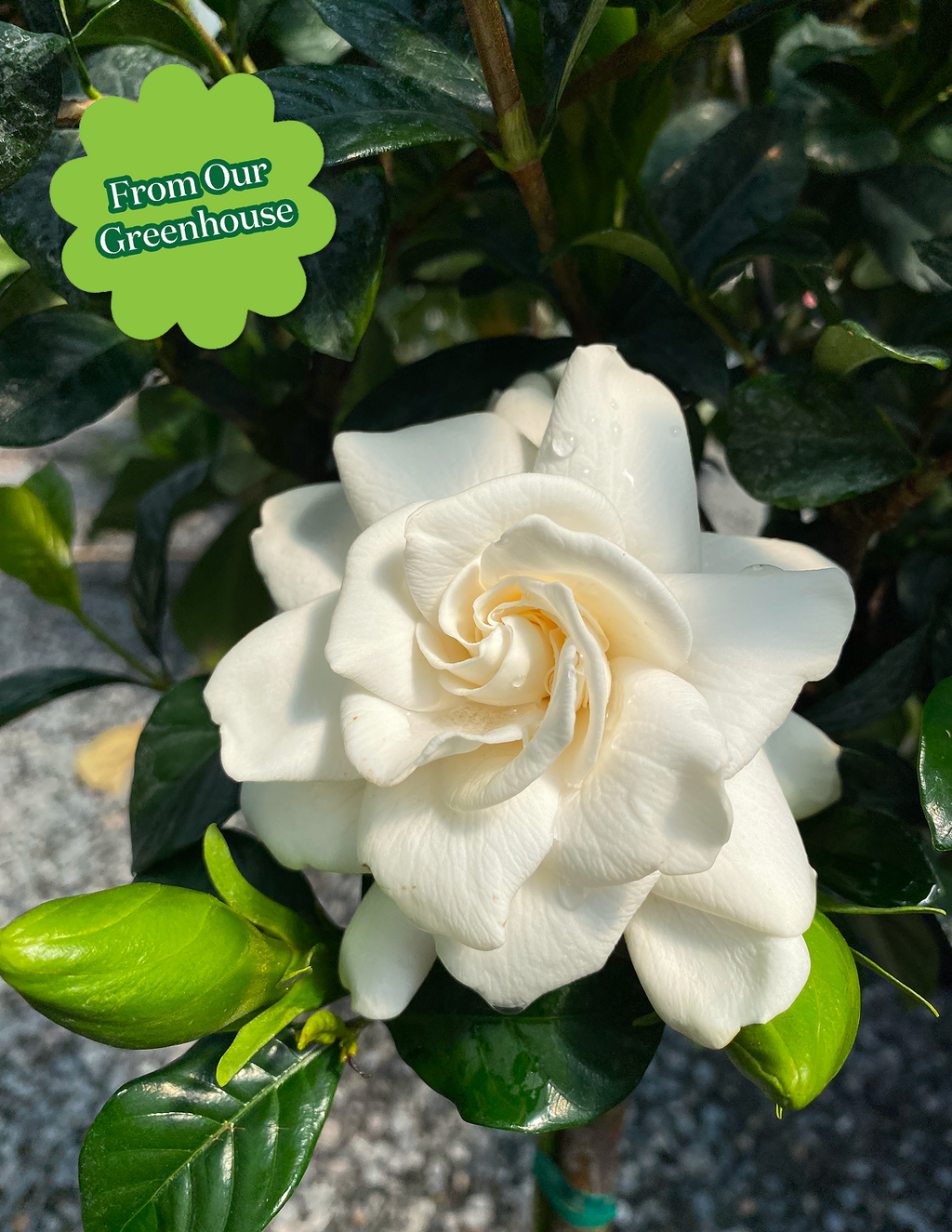 Large Braided Gardenia