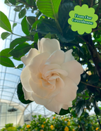 Large Braided Gardenia