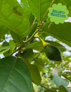 Ponderosa Lemon Tree
