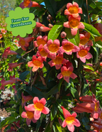 Tangerine Beauty Crossvine