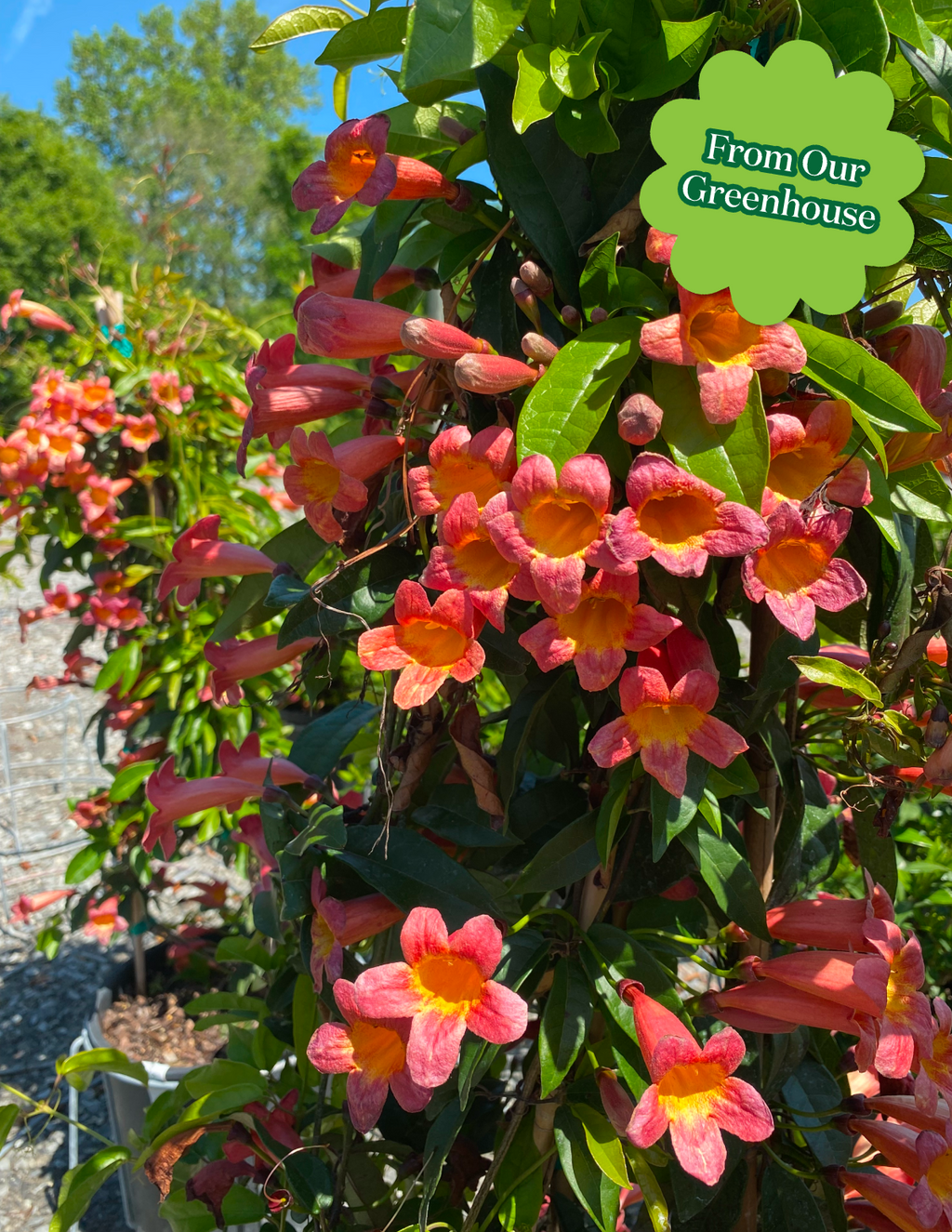 Tangerine Beauty Crossvine