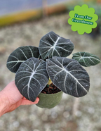 Alocasia Black Velvet