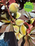 Bonfire Patio Peach Plant