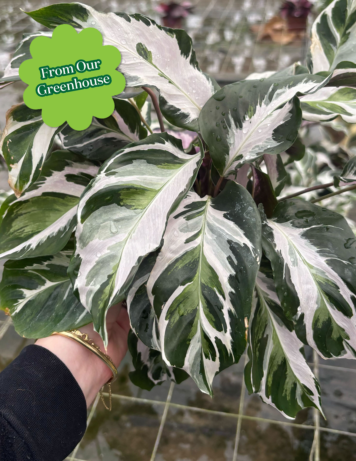 files/From_Our_Greenhouse-UGC-Calathea_White_Fusion.png