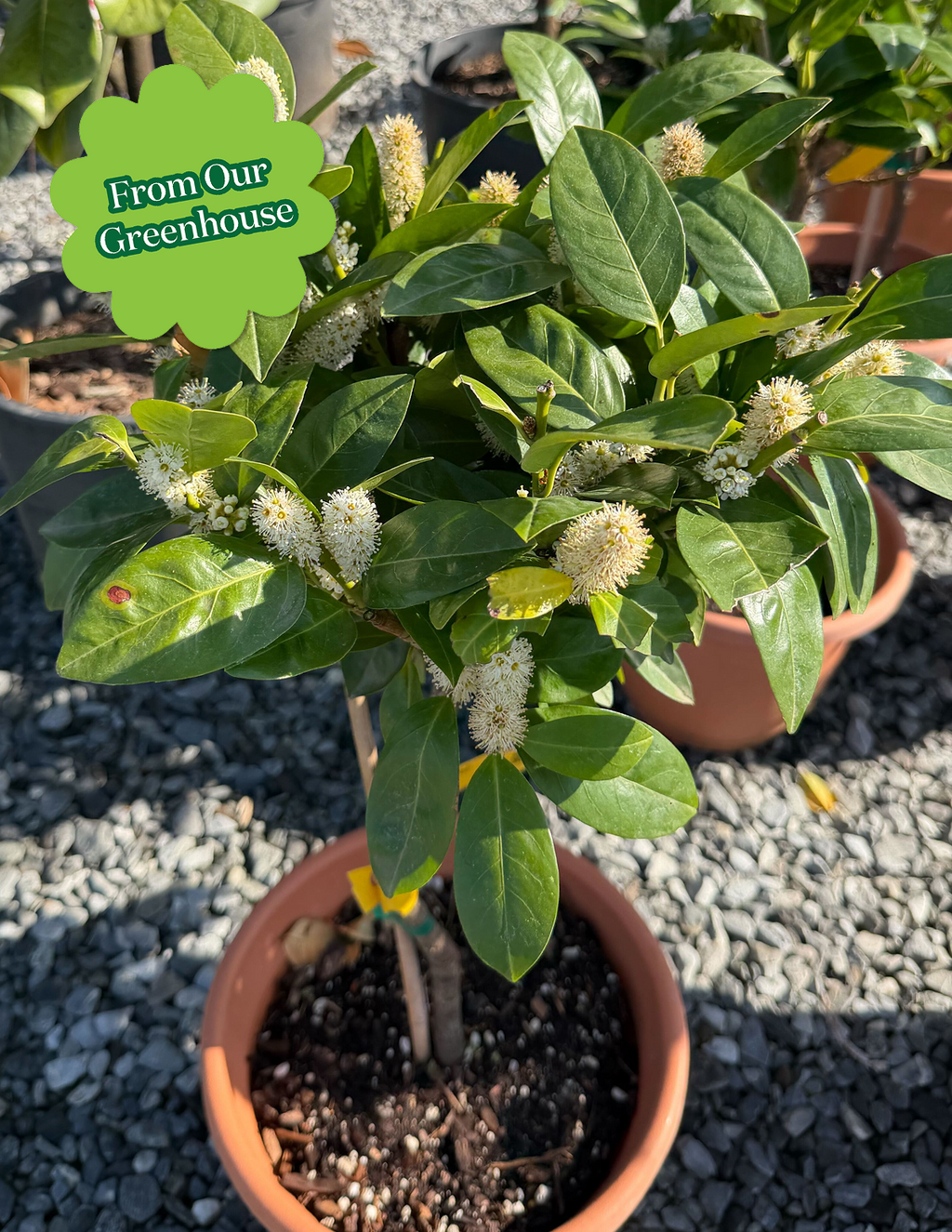 English Laurel Topiary (Single Ball)