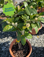 English Laurel Topiary (Single Ball)
