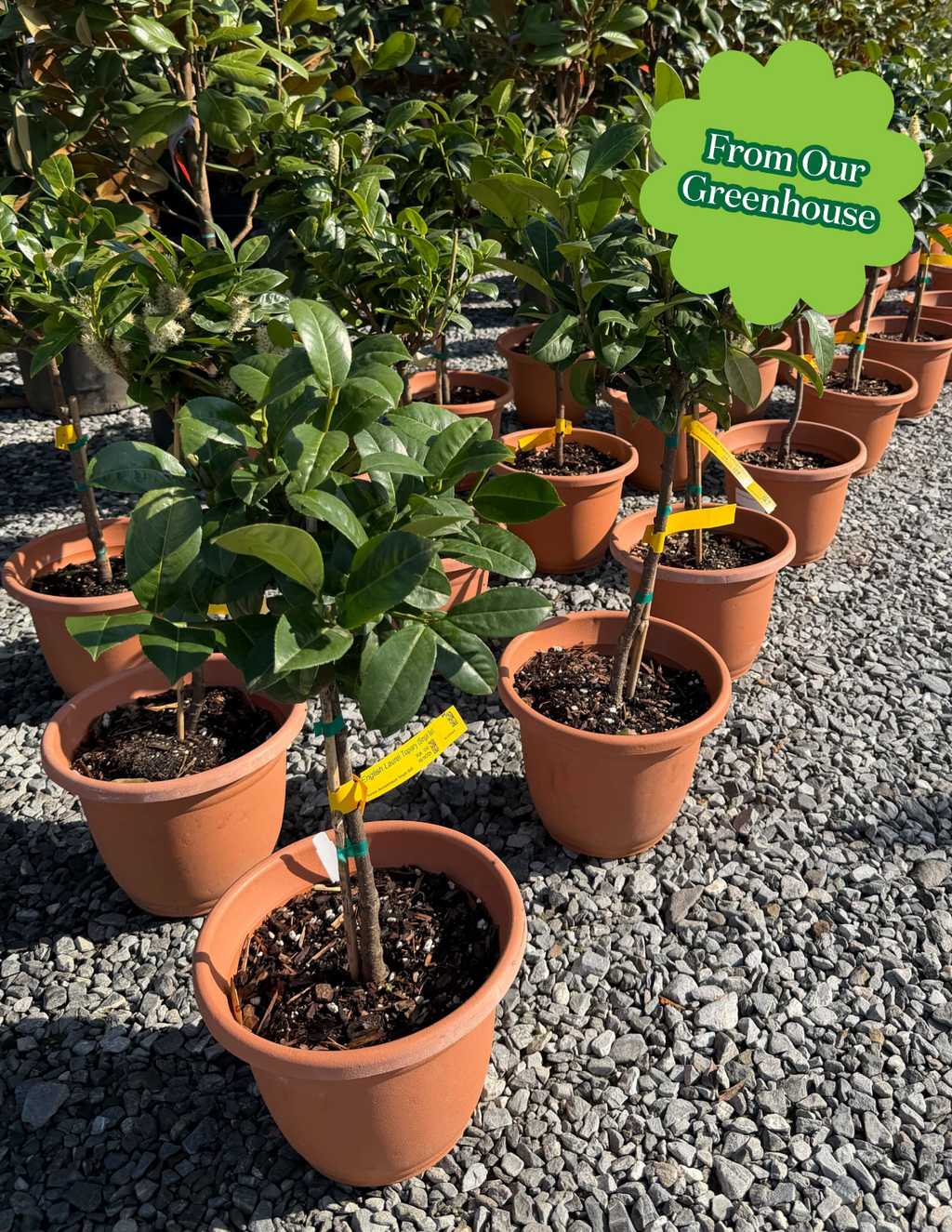 English Laurel Topiary (Single Ball)