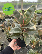 Ficus Tineke Bush