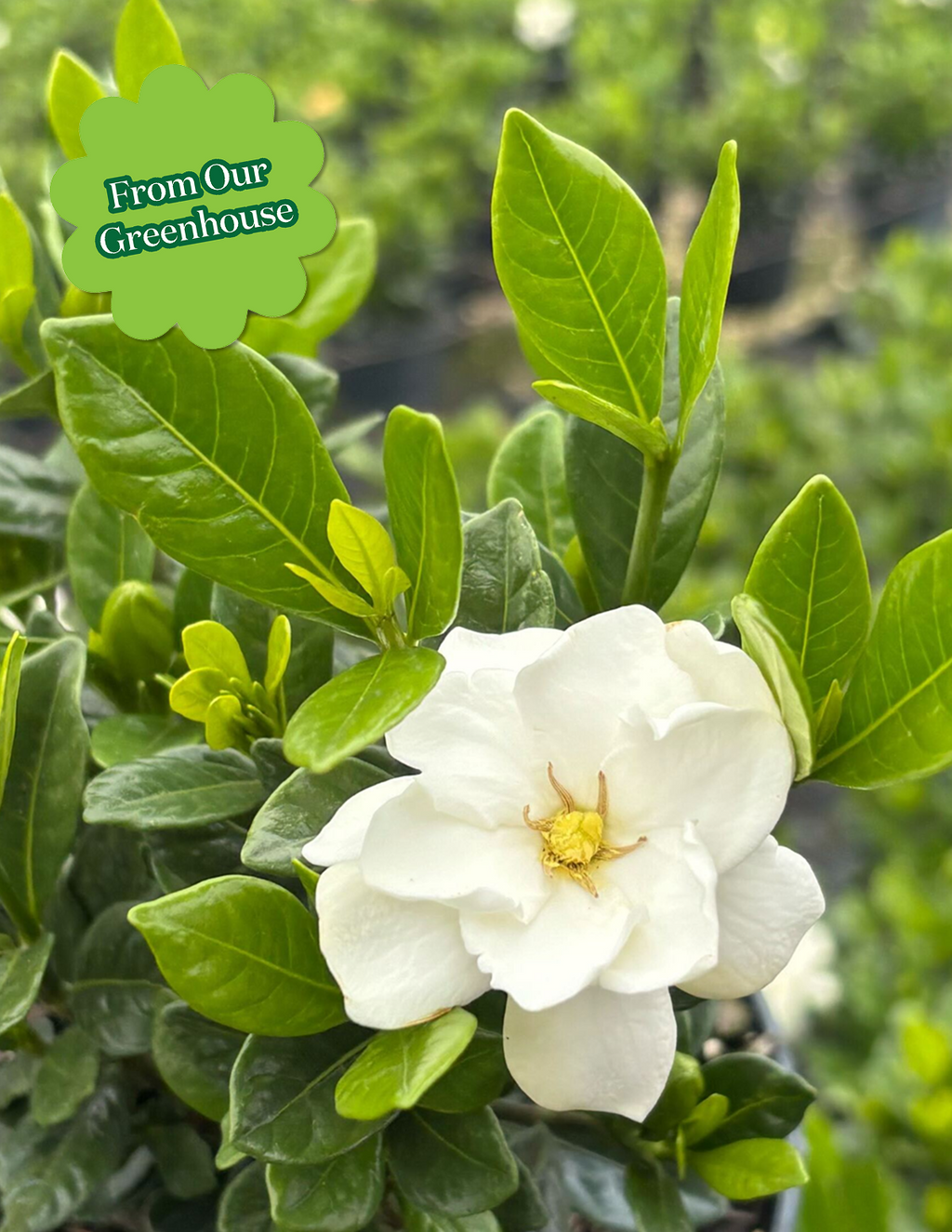 Gardenia Bush