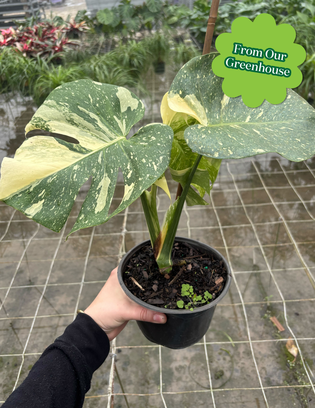 Monstera Thai Constellation