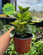 Peperomia Green Gold