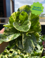 Peperomia Green Gold