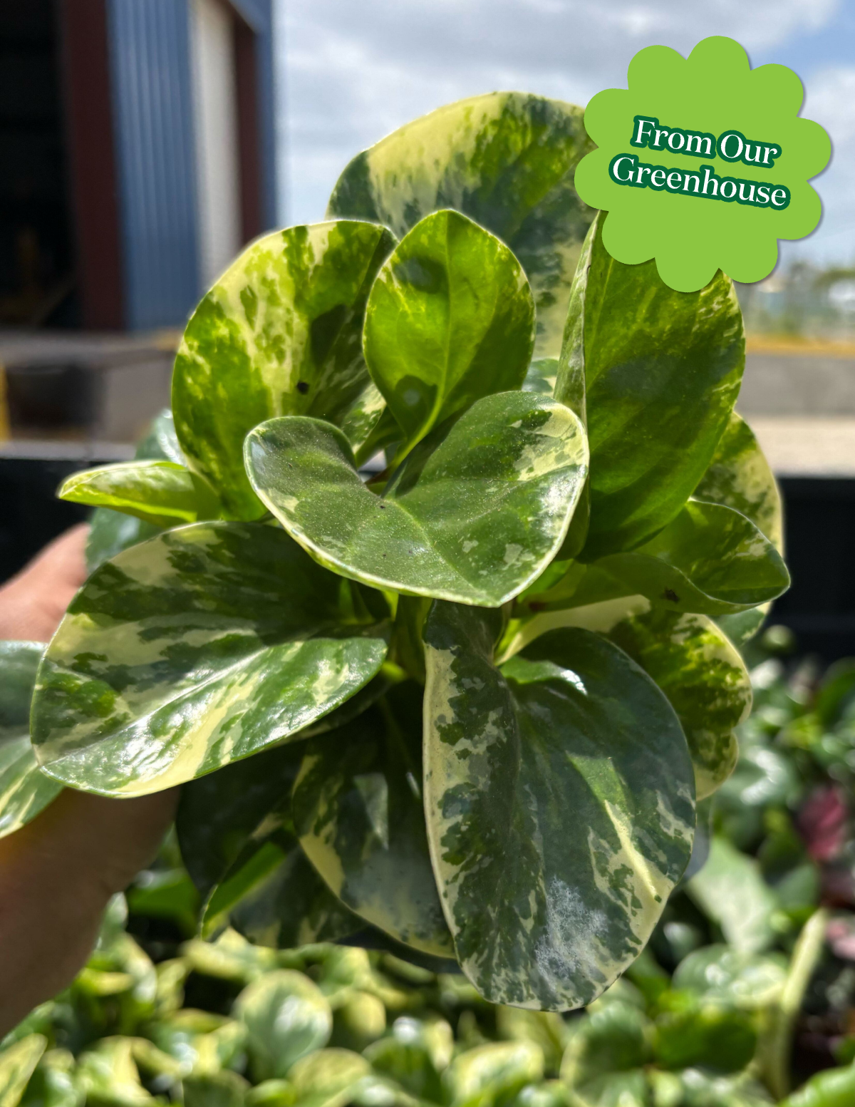 Peperomia Green Gold