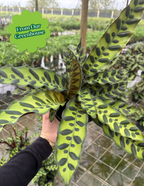 Calathea Rattlesnake