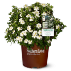 ScentAmazing Gardenia in container