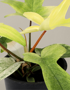 Philodendron Florida Ghost