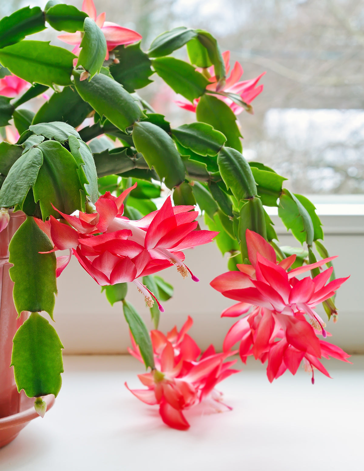 files/HolidayCactus_TheSill_1.jpg