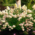 Dragon Baby™ Hydrangea