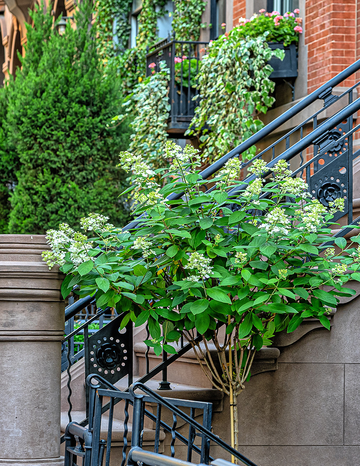 Quick Fire® Hydrangea Tree