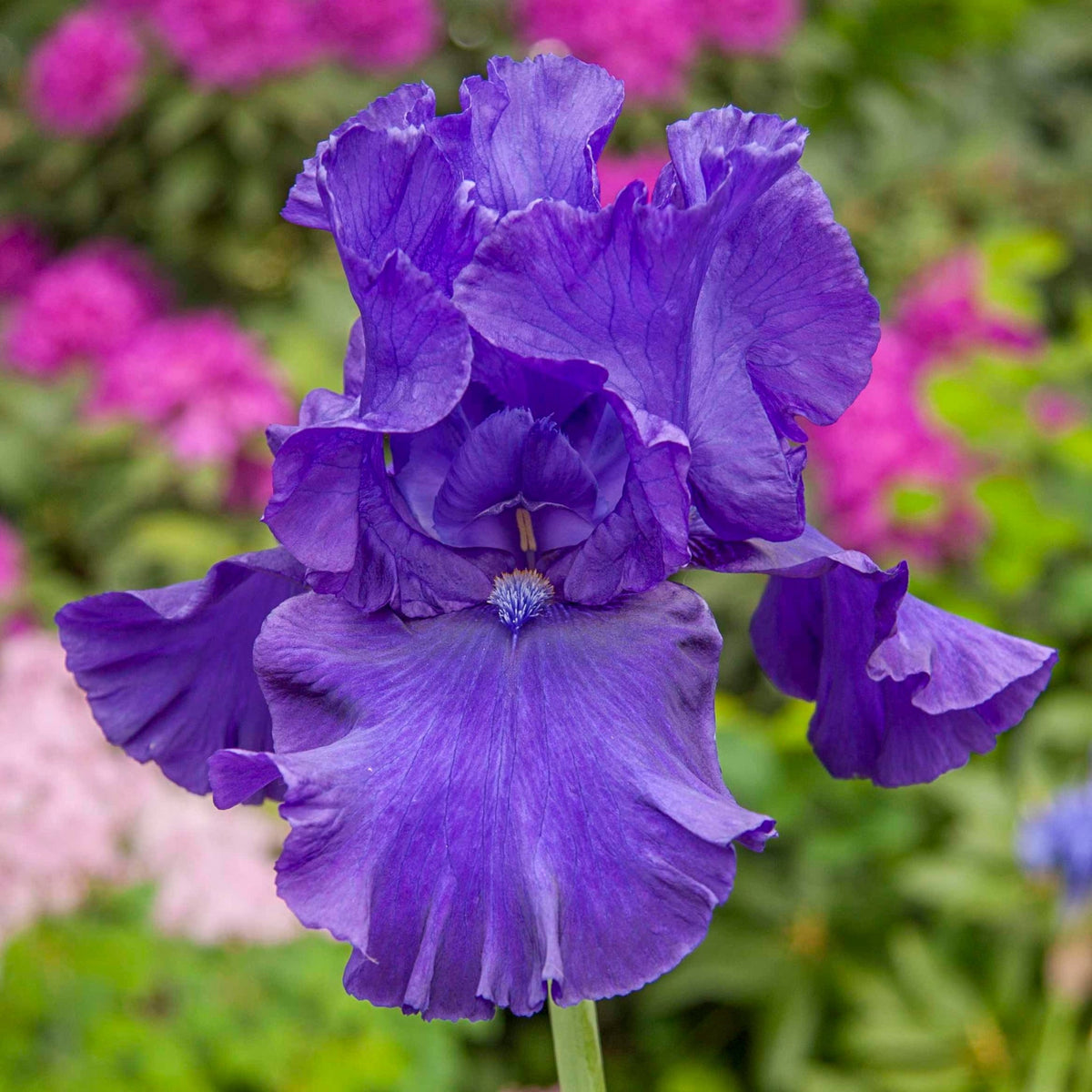 Blueberry Bliss Bearded Iris