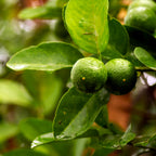 Key Lime Tree