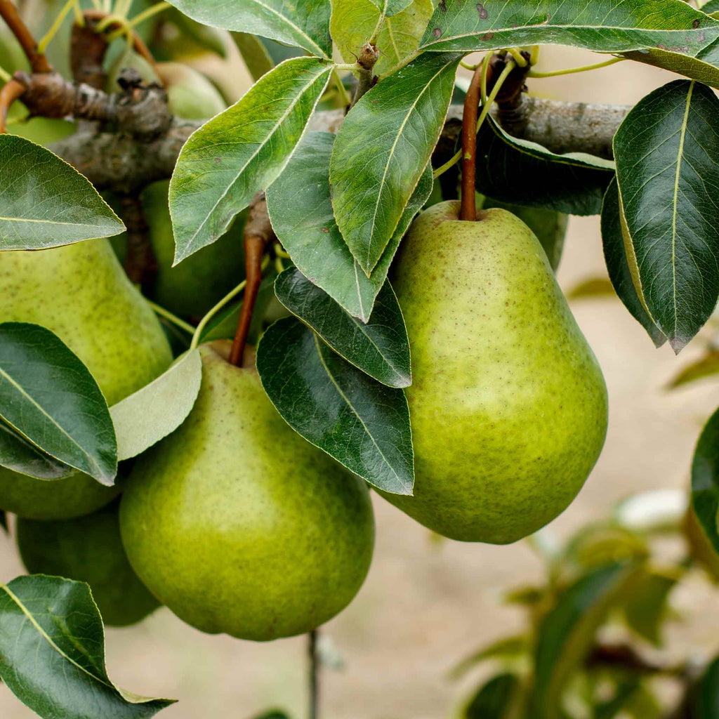 How to care for a Pear Tree