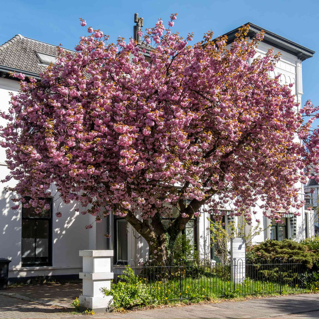 How to care for a Cherry Tree