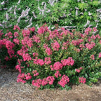 Bellini Raspberry Crape Myrtle