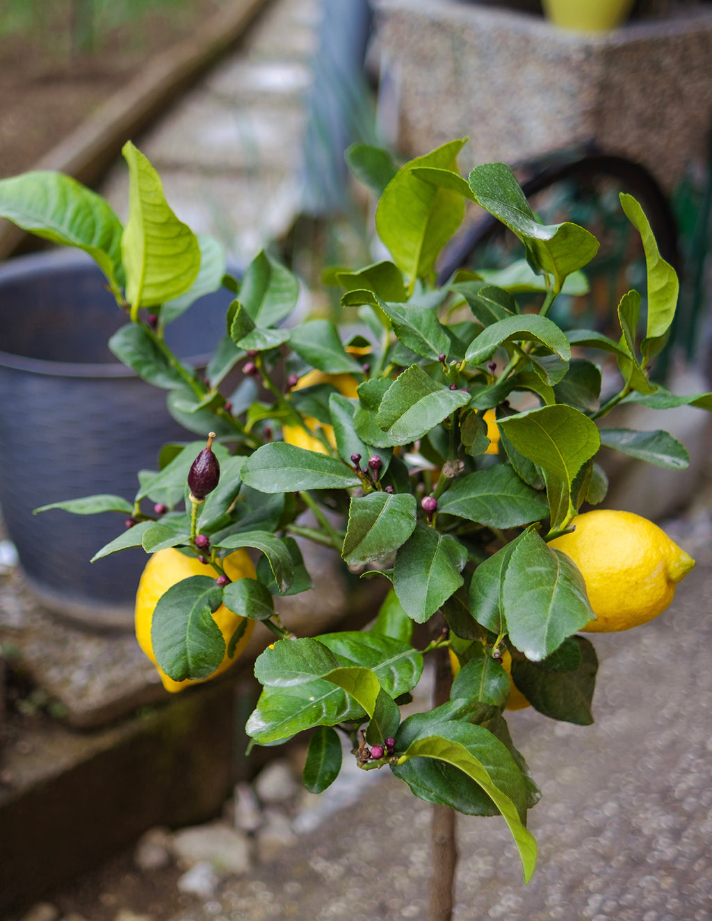 Eureka Lemon Tree