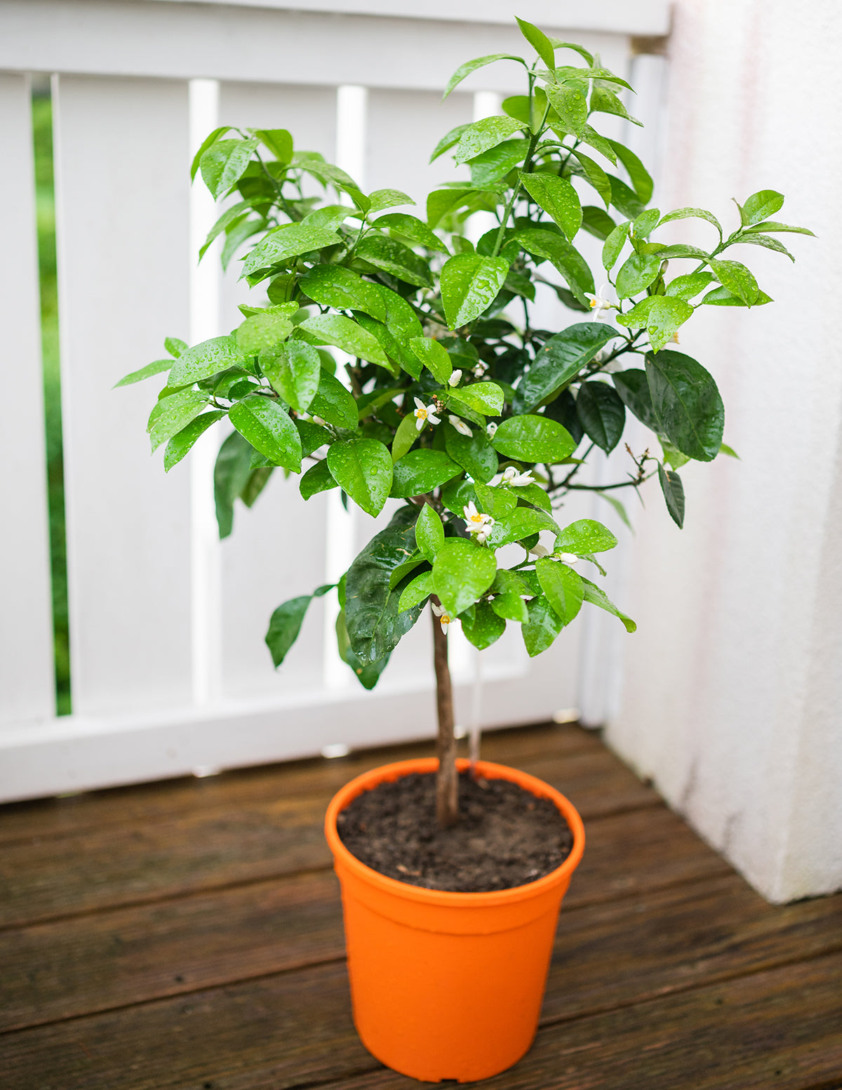 Meyer Lemon