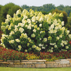 Limelight Hydrangea Tree