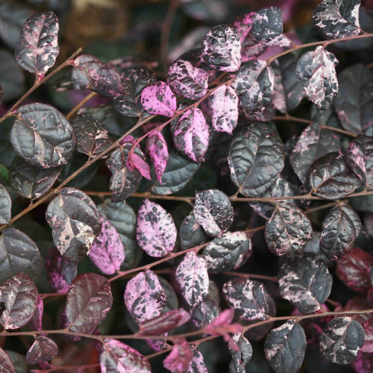 files/LoropetalumJazzHandsVariegatedIMG_2117.jpg